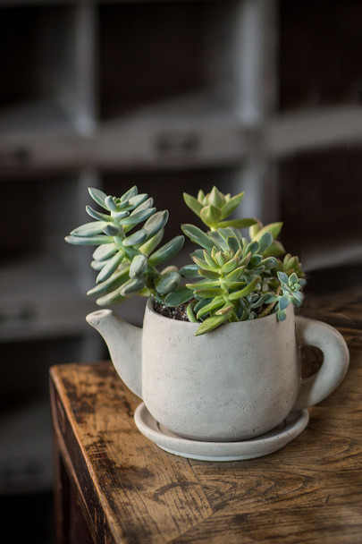 Concrete "Teapot" Planter