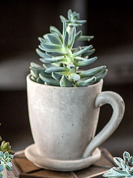 Large Cement Tea Mug Planter