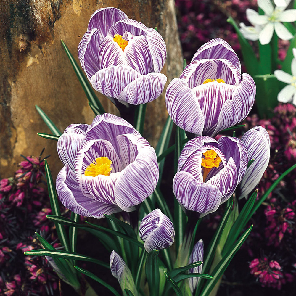 Buy Crocus Pickwick J Parker Dutch Bulbs
