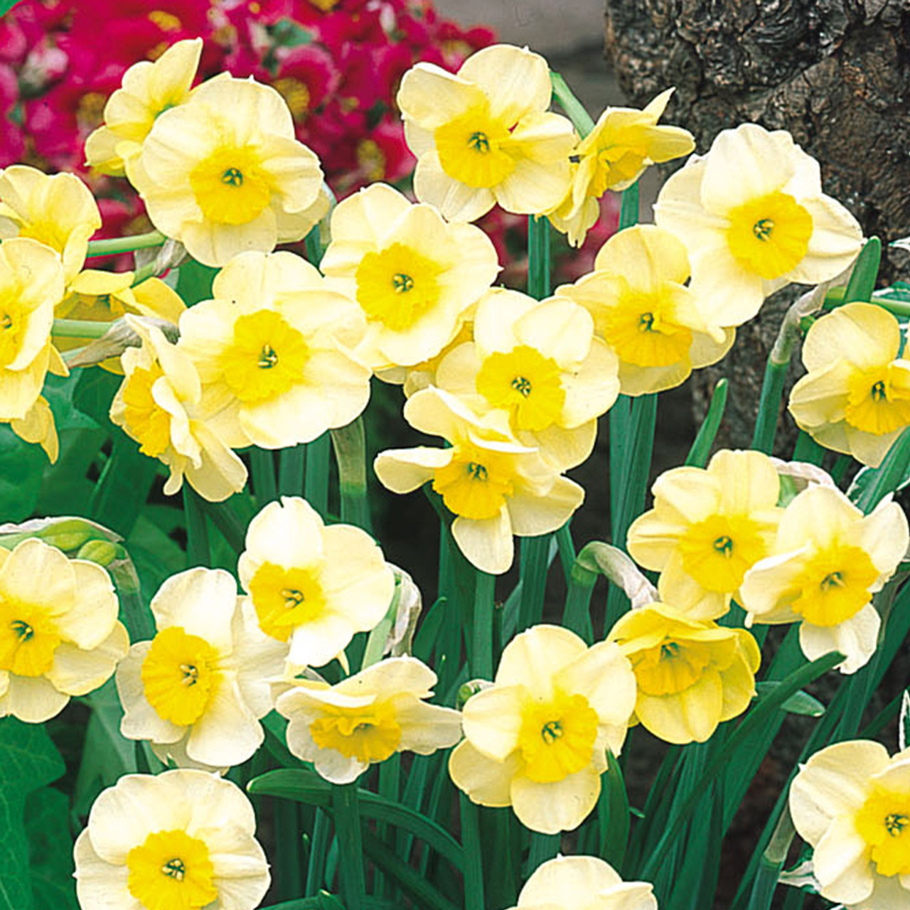 Narcissus Sundisc (Jonquilla) | Daffodil 'Sundisc' | J.Parker's