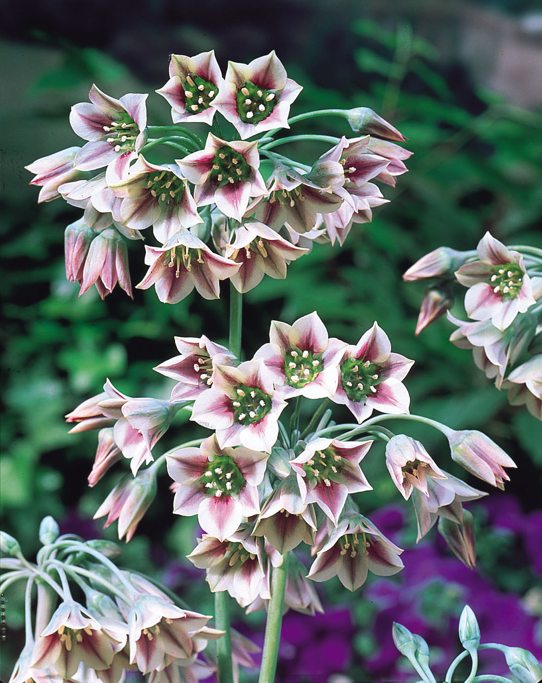 Buy Allium Bulgaricum Bulbs J Parkers Dutch Bulbs