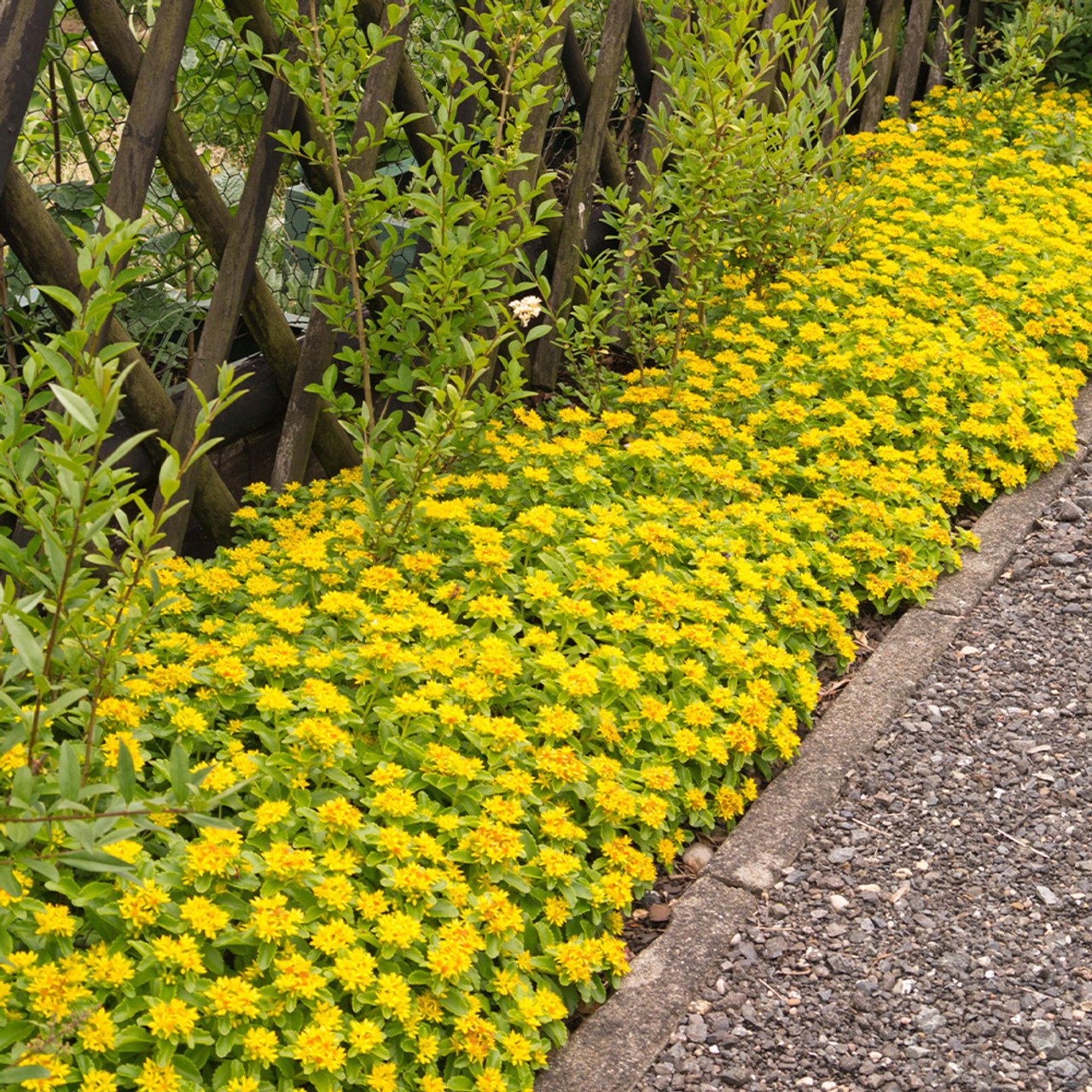 stonecrop ground cover