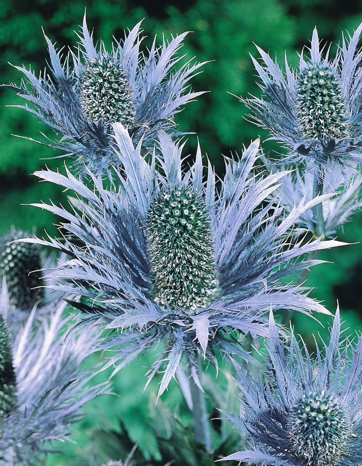 Shop Eryngium (Sea Holly) Alpinum Blue Star Plants Online J. Parker's