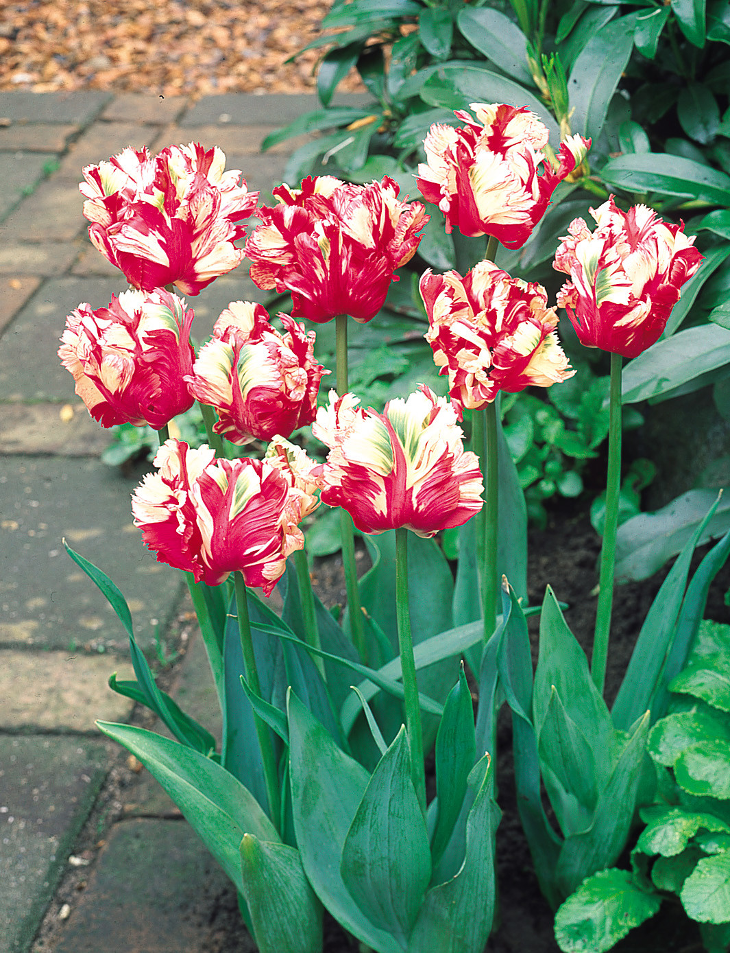 Buy Tulip Estella Rynveld J Parkers Dutch Bulbs