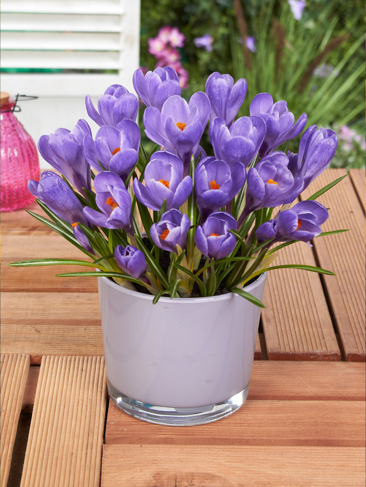 Crocus chrysanthus Blue Pearl  J Parker Dutch Bulbs