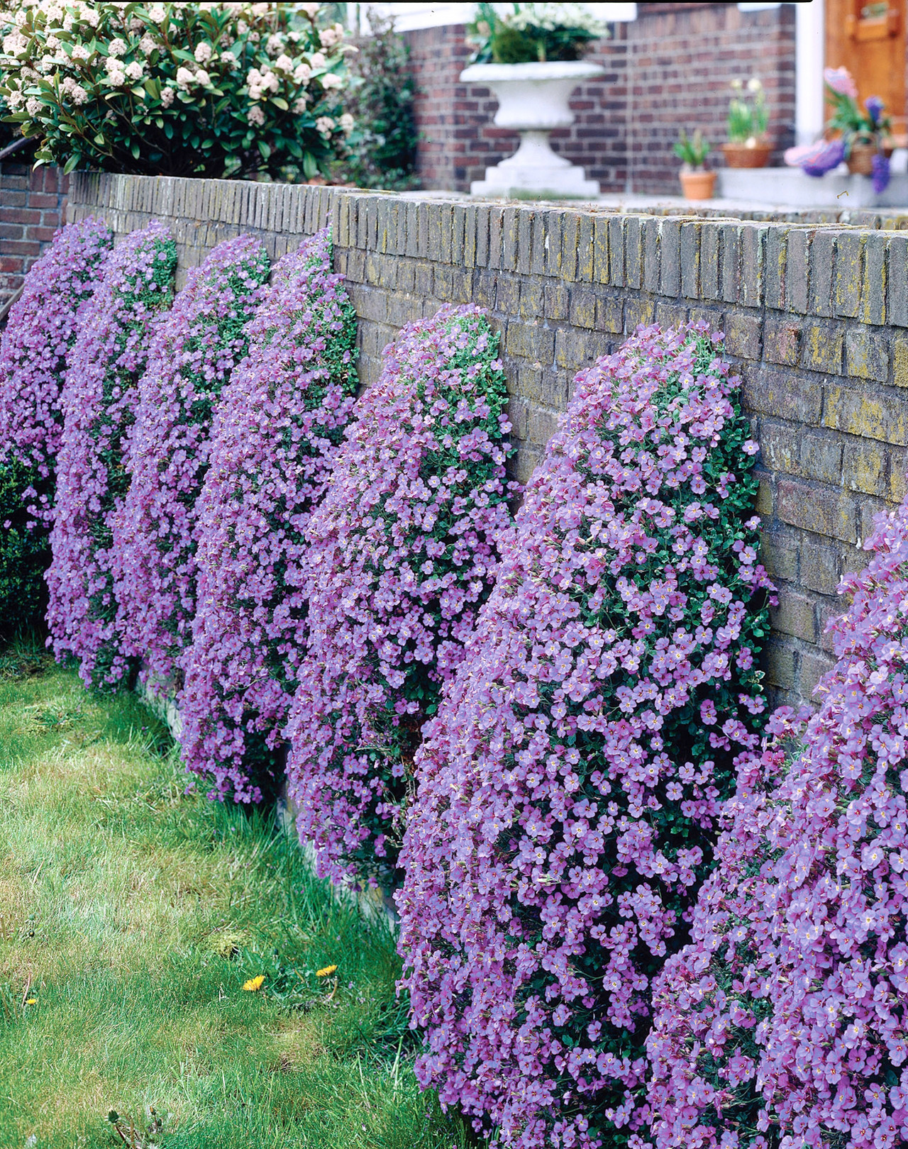 Buy Aubrieta Blue Plants J Parker Dutch Bulbs