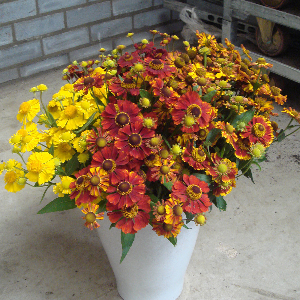 Buy Helenium Mixed | J Parker Dutch Bulbs