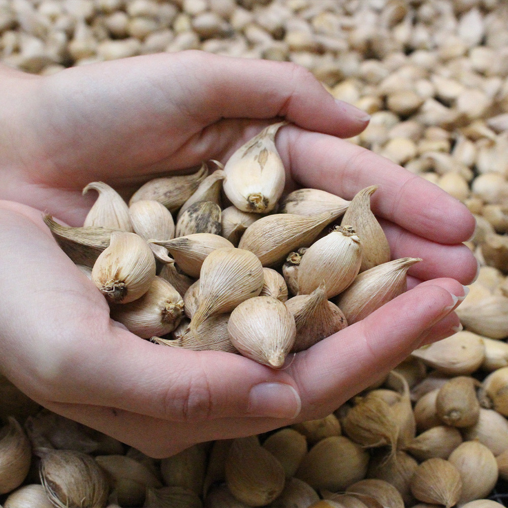 Buy Iris Reticulata Alida J Parkers Dutch Bulbs