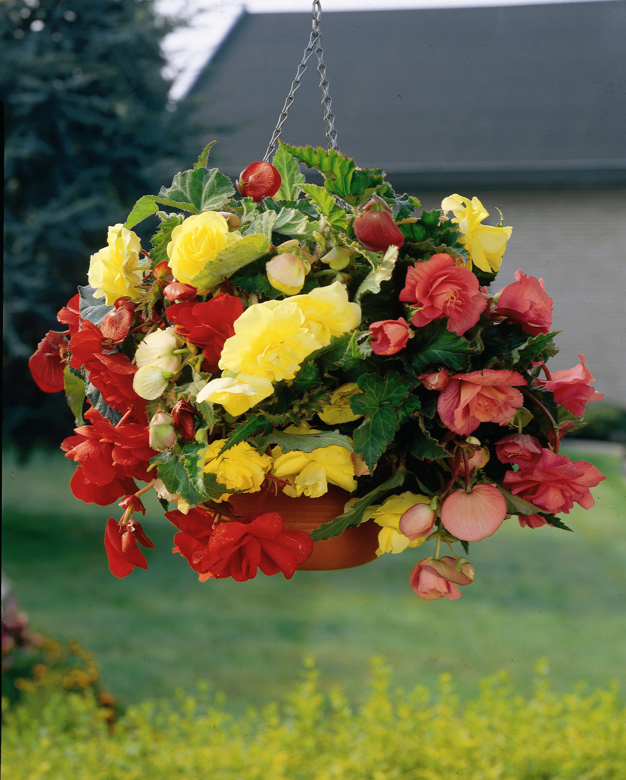 Begonia Cascading Mixed 3/4cm J Parker Dutch Bulbs