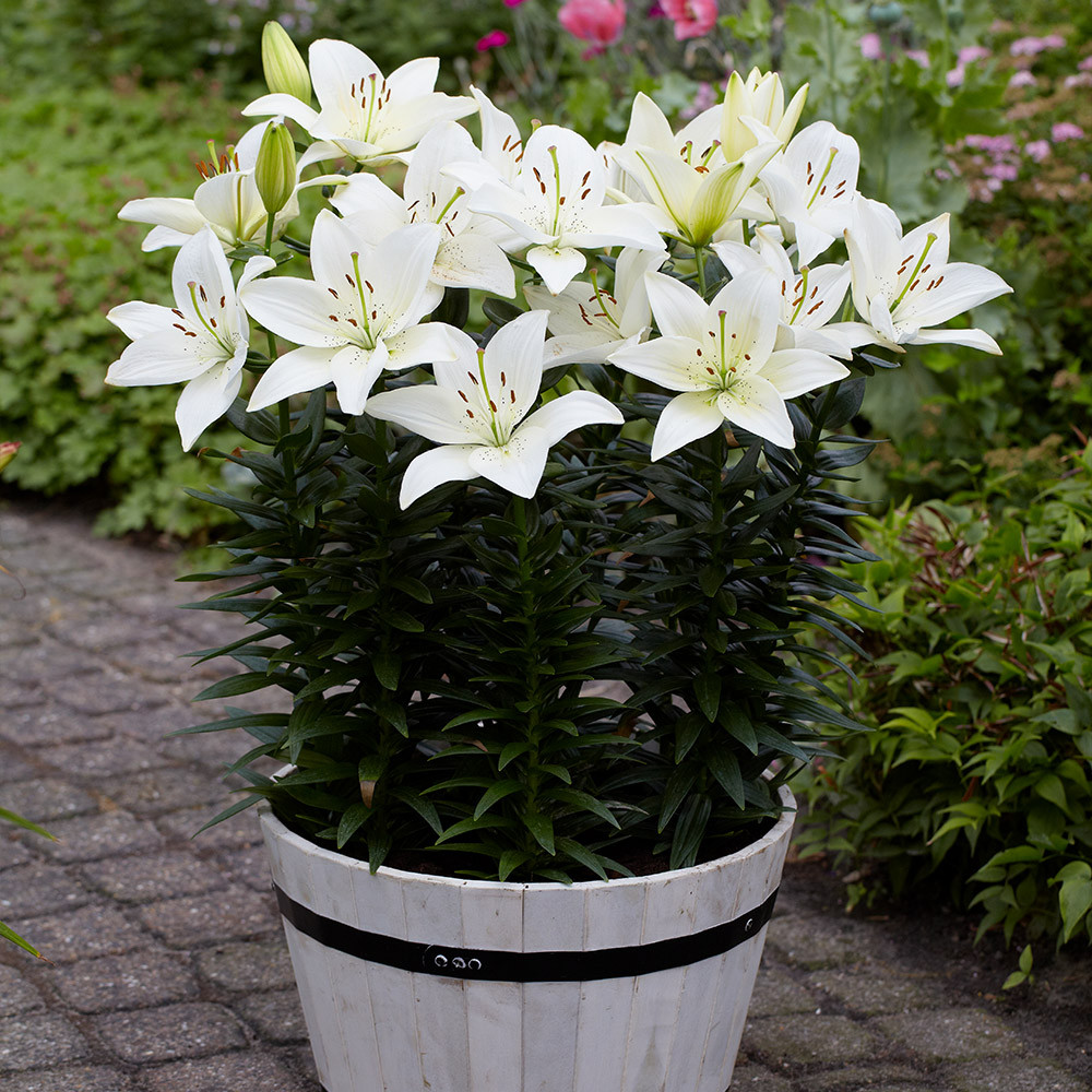Buy Lily Abbervilles Pride Bulbs | J Parker Dutch Bulbs