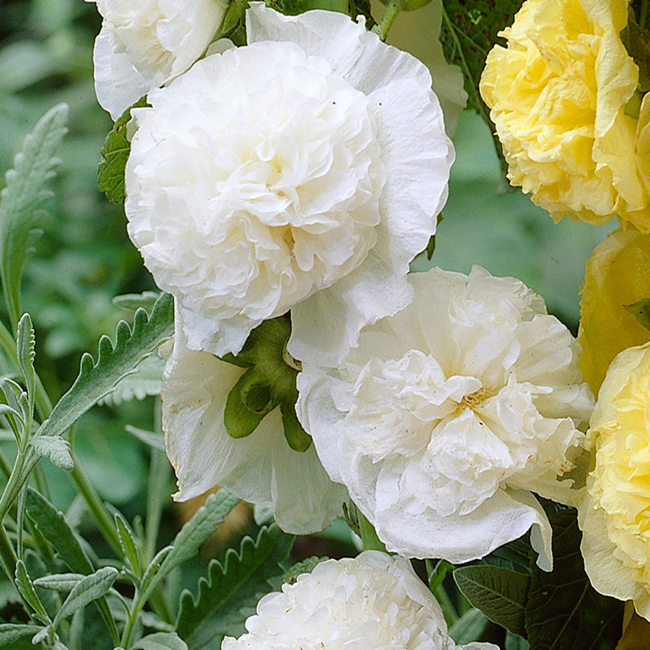 Plant Profile for Alcea rosea 'Chater's Yellow' - Double Hollyhock Perennial