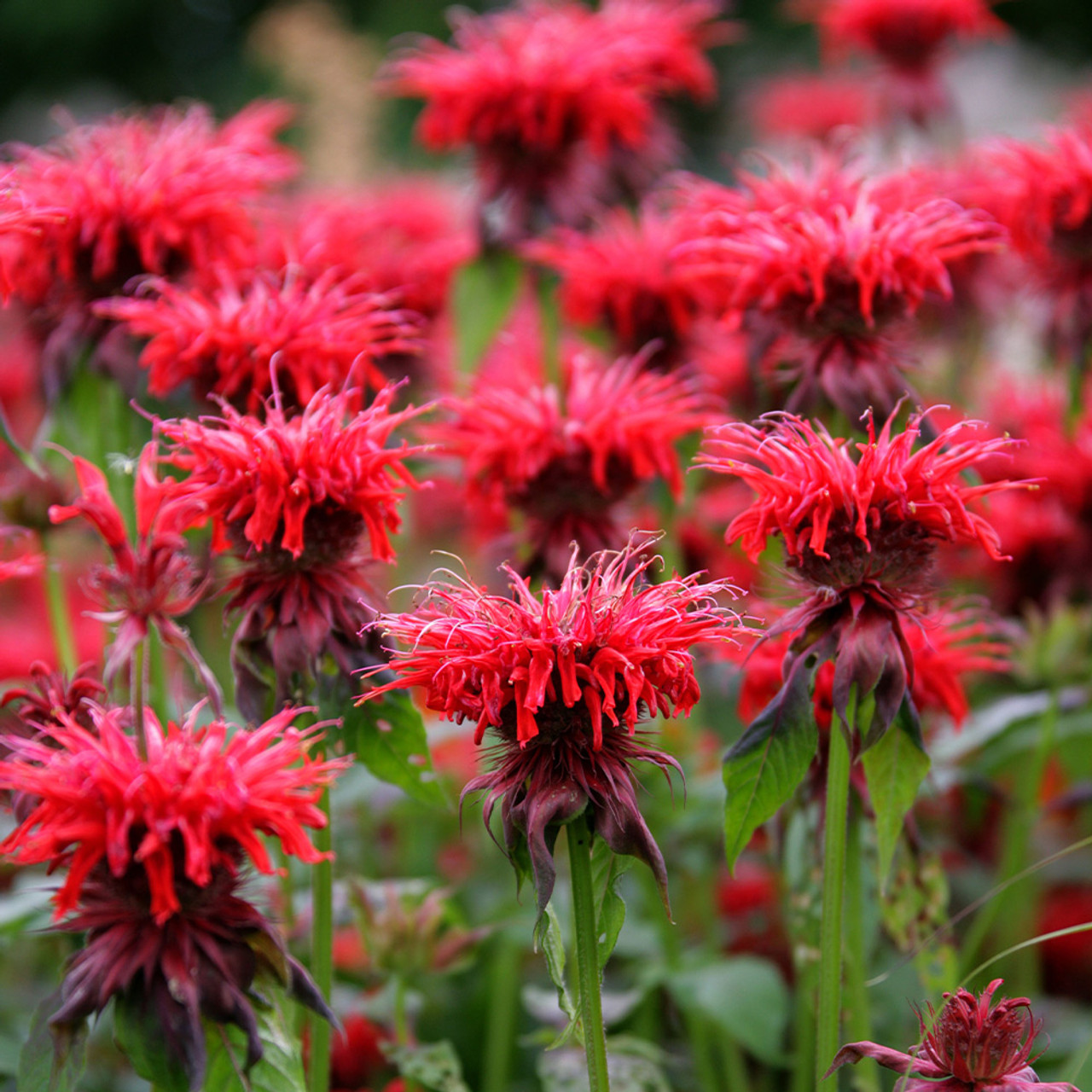 Buy Red (Bee Balm)| J Parker Dutch Bulbs