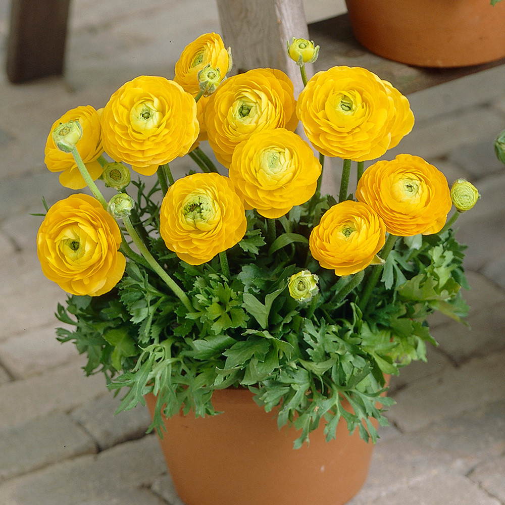 Ranunculus Tomer Deep Yellow J Parker Dutch Bulbs