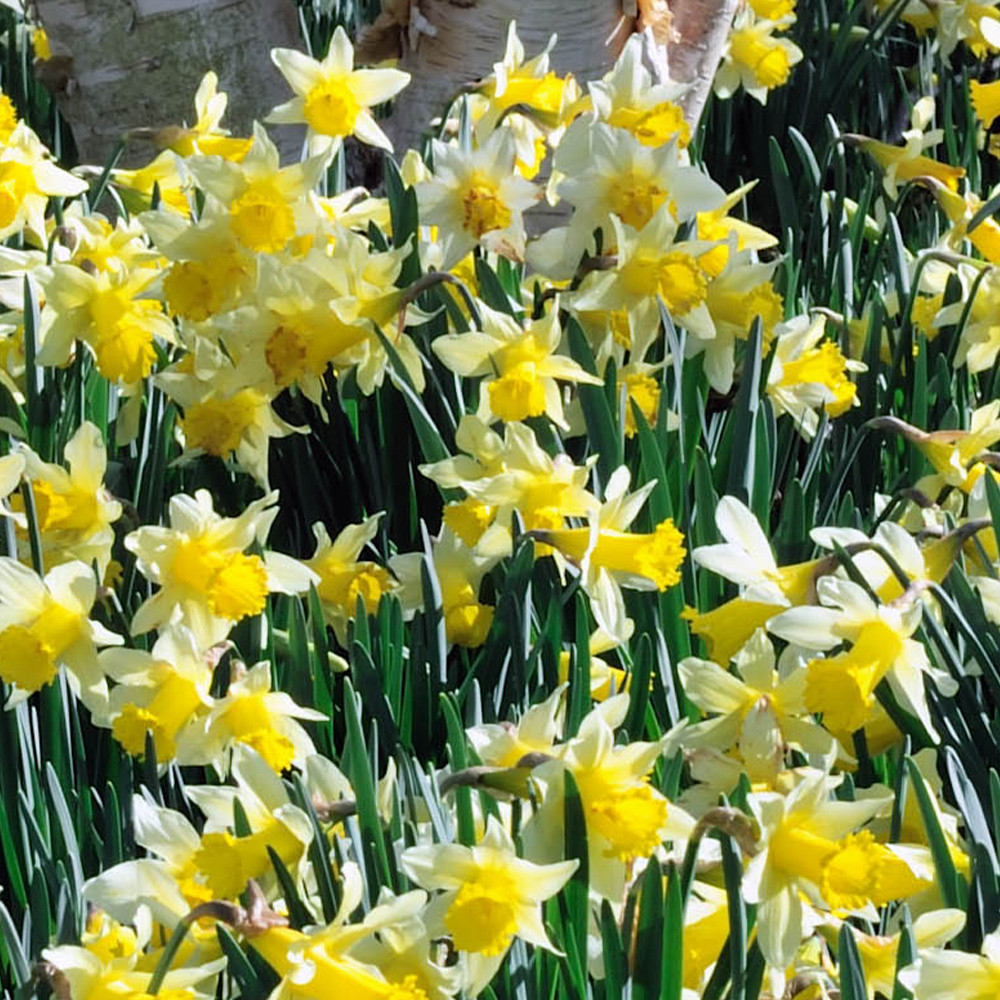 Narcissus Lobularis Daffodil 'Lobularis' J. Parker's