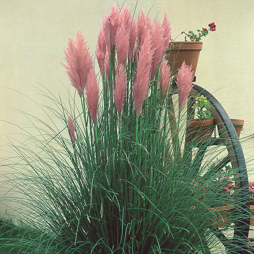 Pink Pampas Grass J Parker Dutch Bulbs