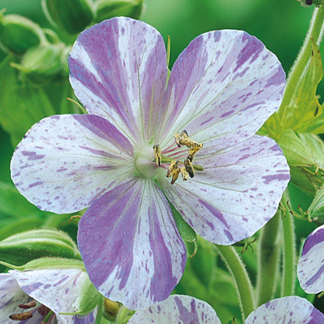 Geranium Splish Splash J Parker Dutch Bulbs 