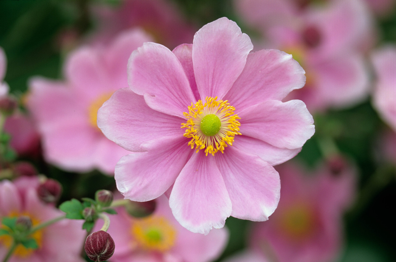 Anemone japonica Whirlwind | J Parker Dutch Bulbs