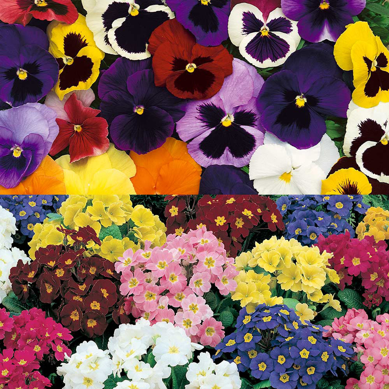 Pansy/Polyanthus Maxi Plug Collection - JParkers