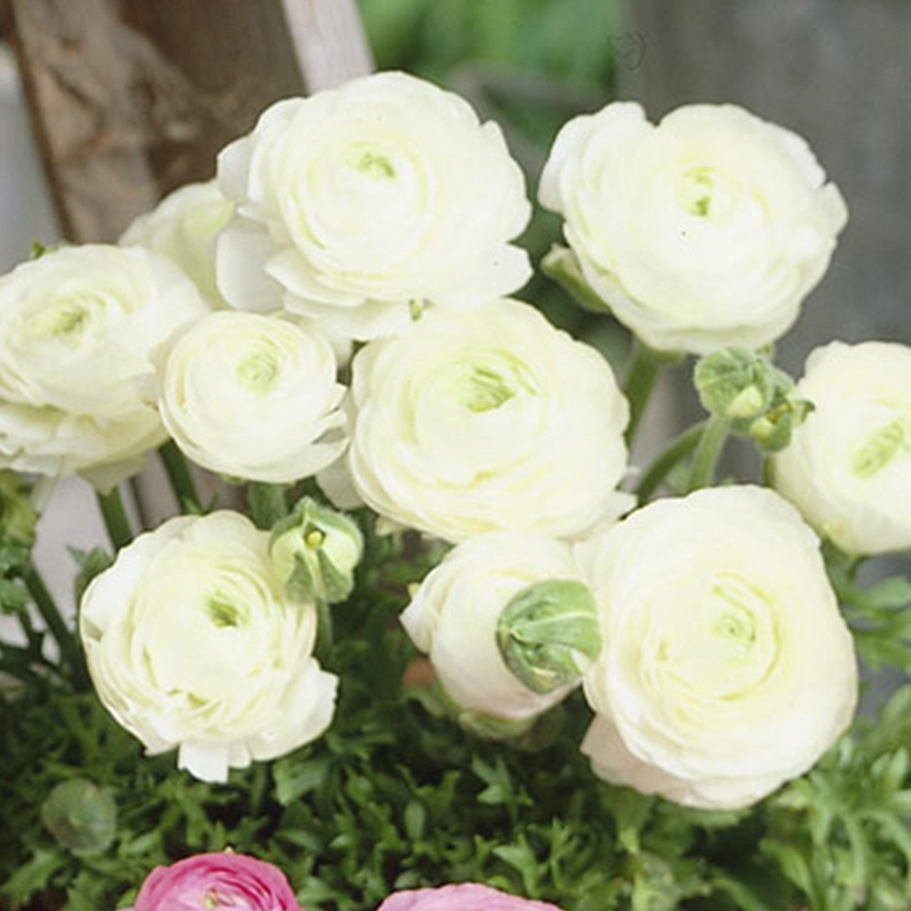 Ranunculus Dwarf Tomer Collection 6/7cm - JParkers