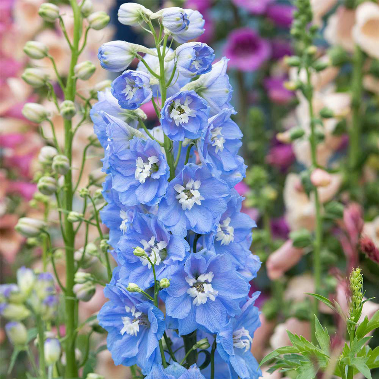 Delphinium Magic Fountains Collection - JParkers