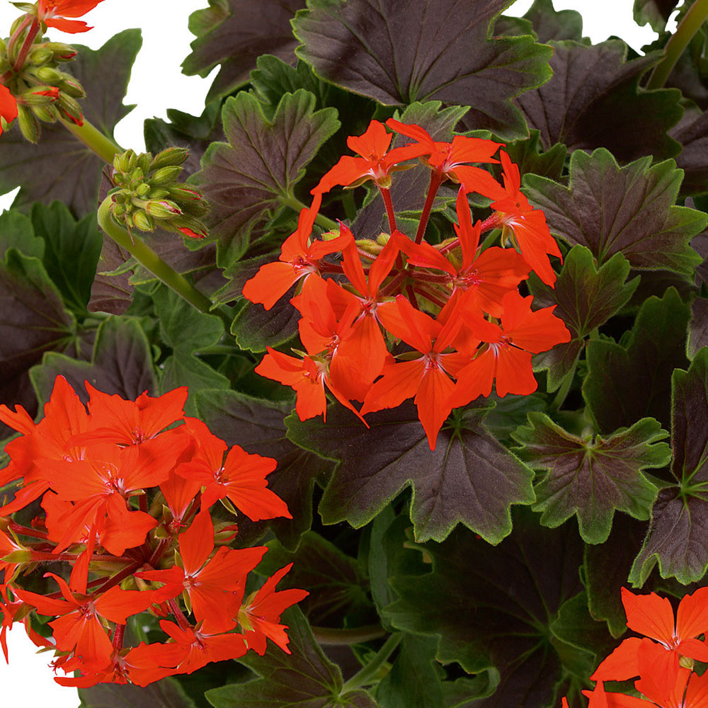 Geranium Chocolate JParkers