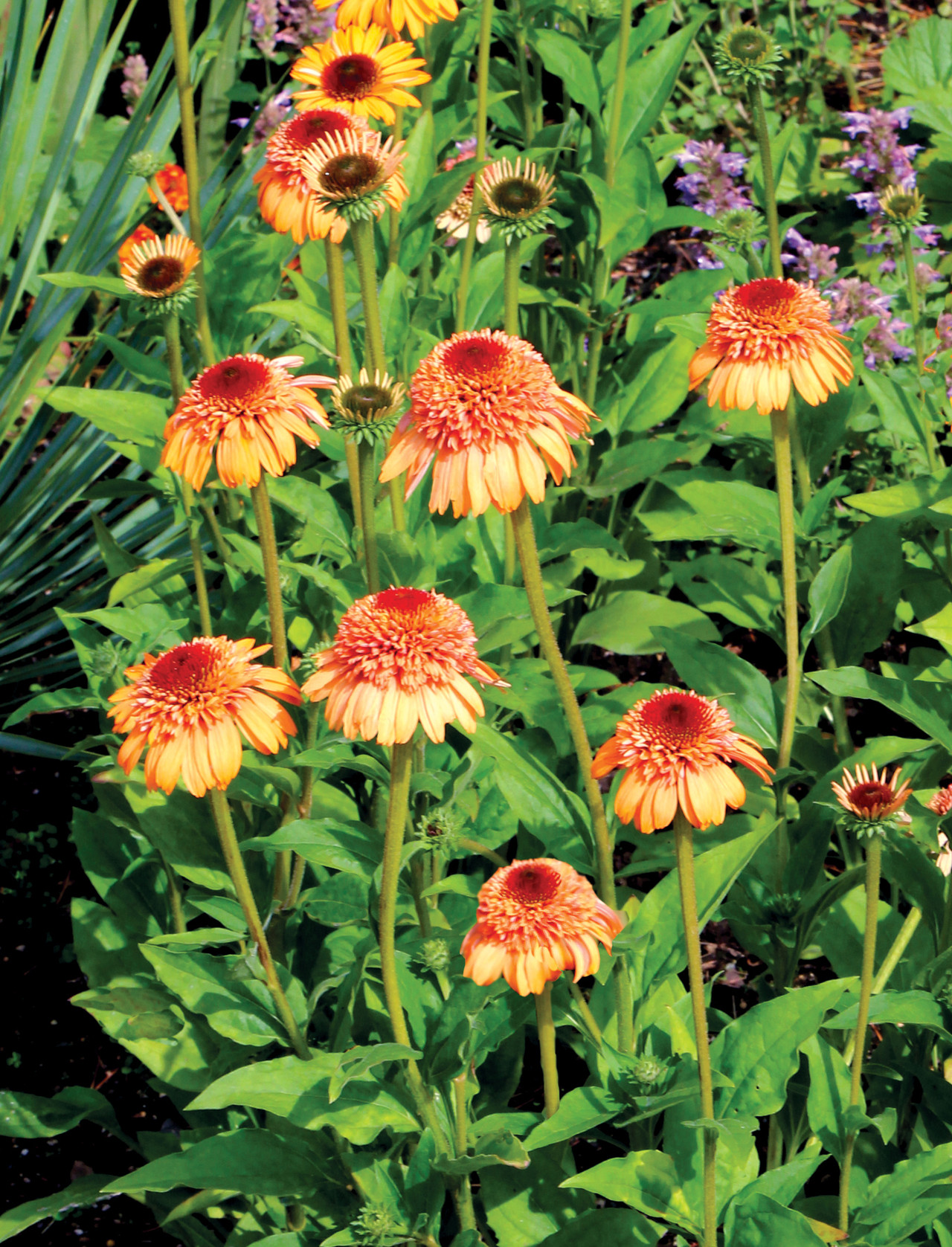13+ Echinacea Supreme Cantaloupe Echinacea purpurea 'Supreme Cantaloupe' - JParkers