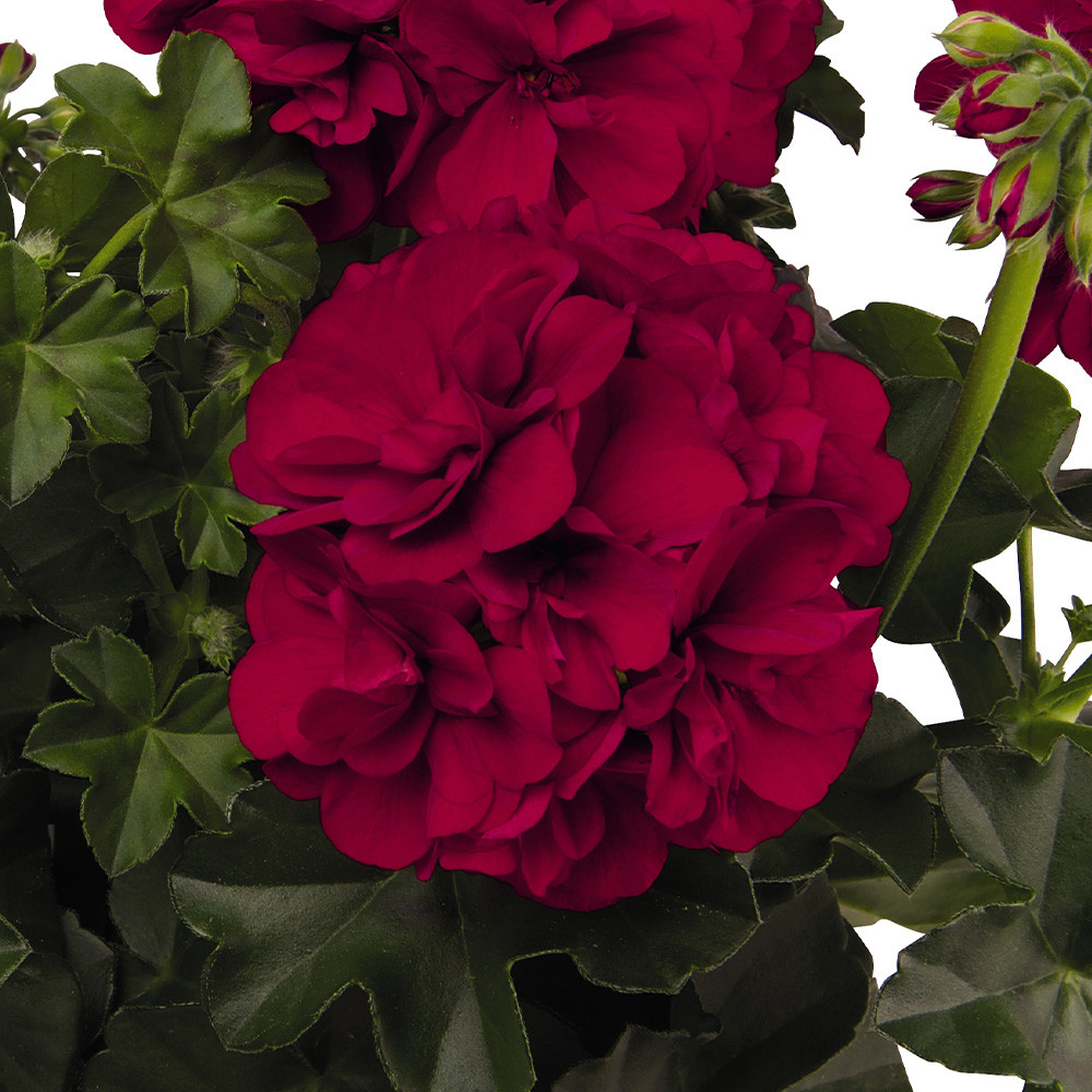 Shop Geranium Great Balls of Fire Red J. Parker's