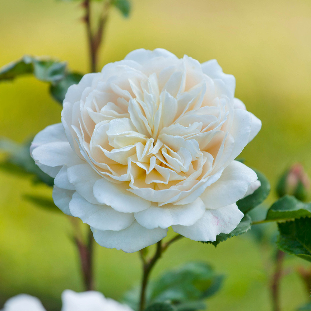 Rose Climbing Madame Alfred Carriere - JParkers