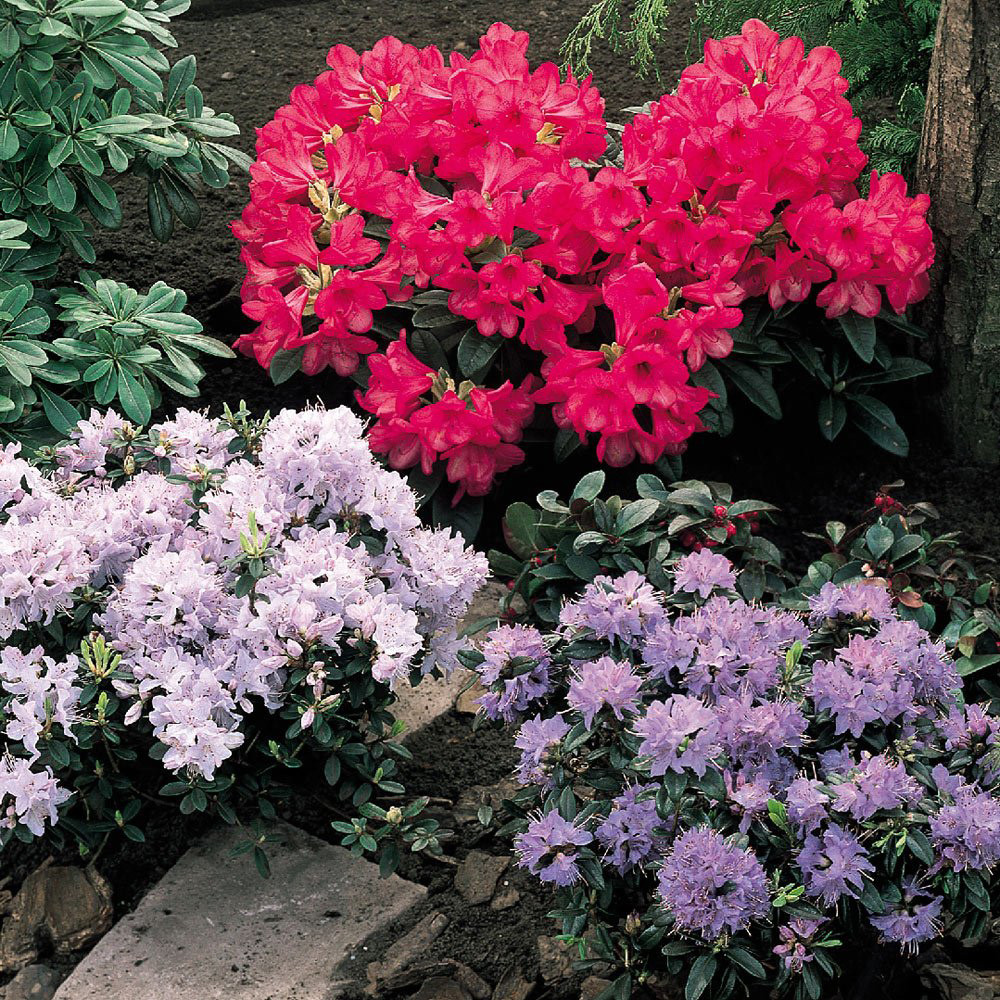 Rhododendron Dwarf Collection - JParkers