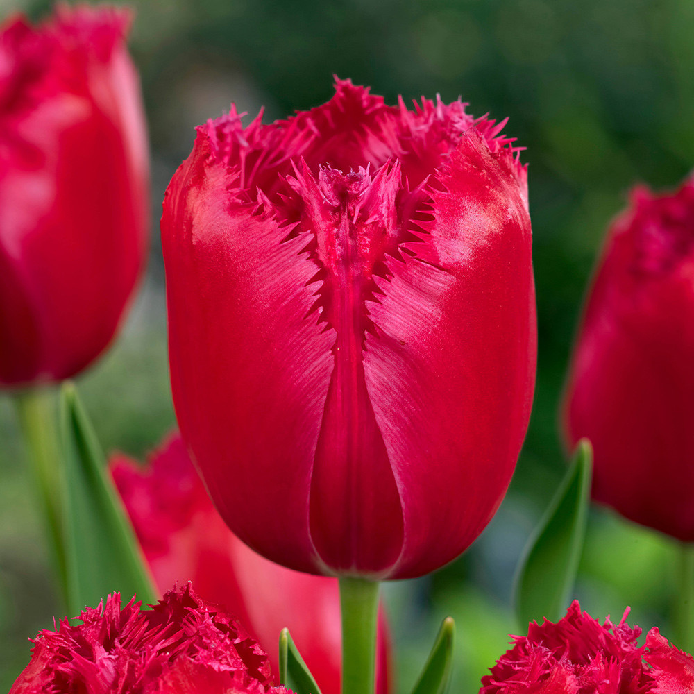 Buy Tulip Double Fringed Mixed at jparkers.co.uk