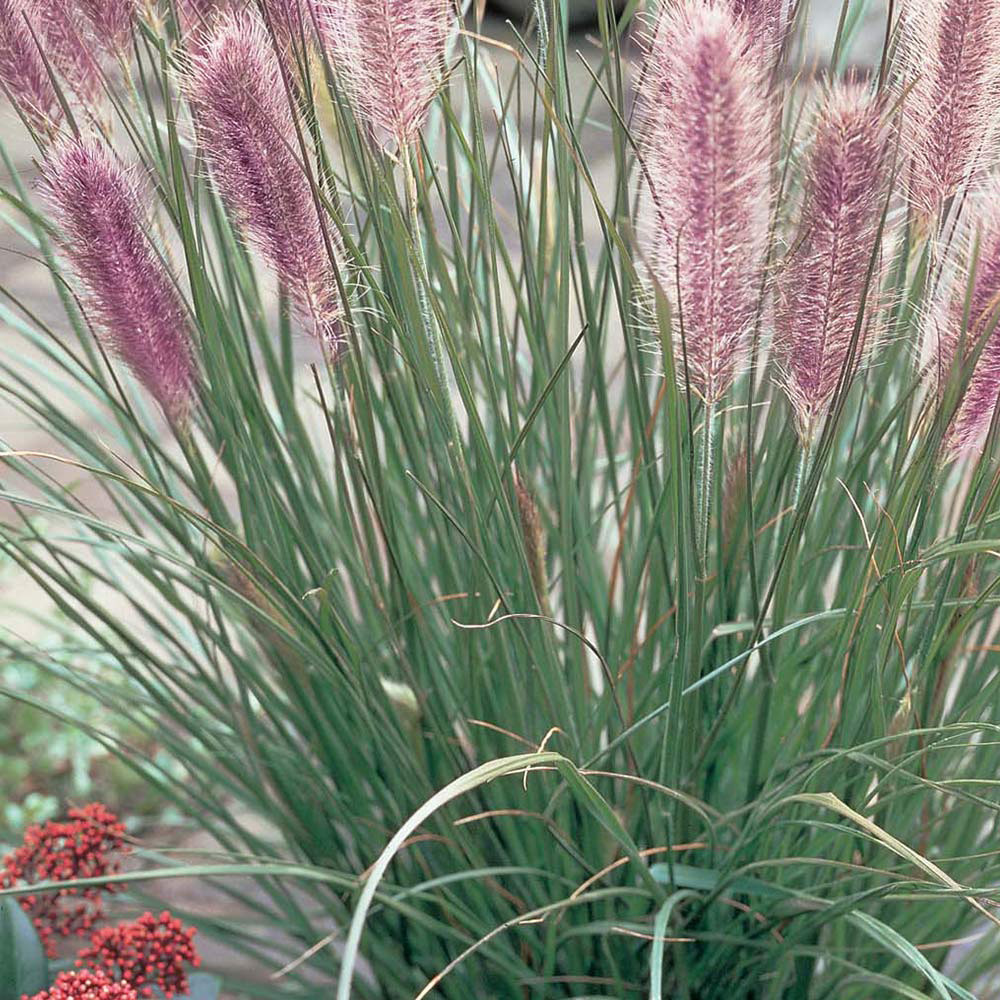 Shop Pennisetum (Fountain Grass) alopecuroides 'Red Head' J. Parker's