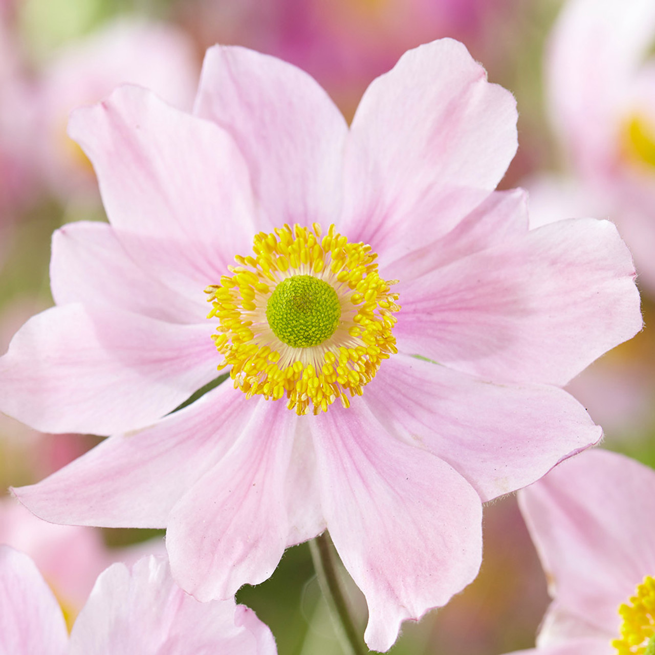kun anemoneがま口 kun様 専用 ミナペルホネンanemoneがま口 - メルカリ