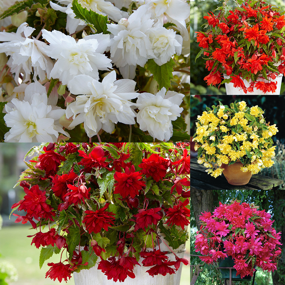 Cascading Begonias Collection J. Parker's