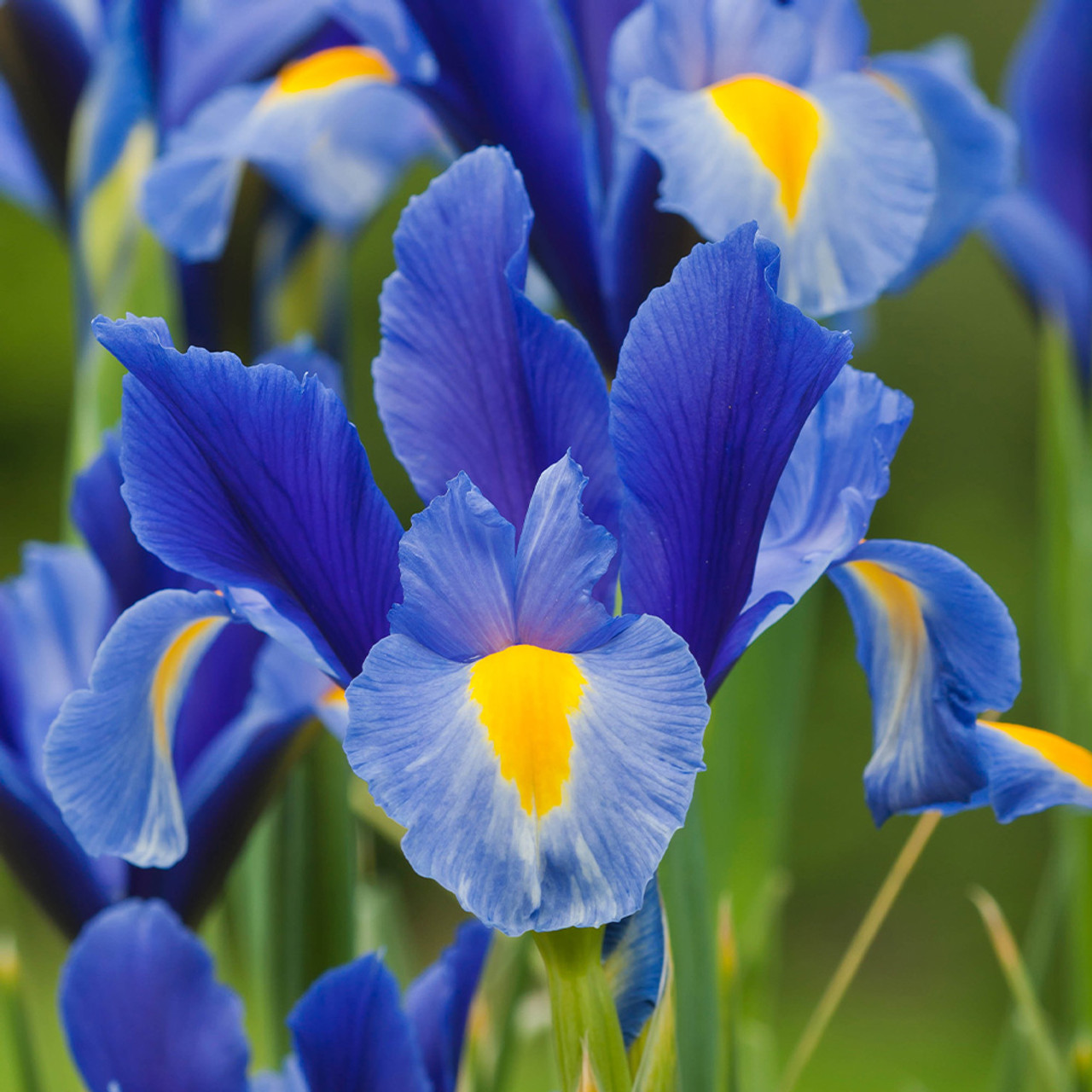 Shop Iris Blue Magic J. Parker's