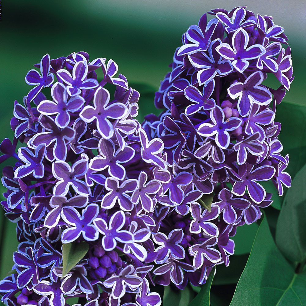 Shop Syringa vulgaris 'Sensation' Potted J. Parker's