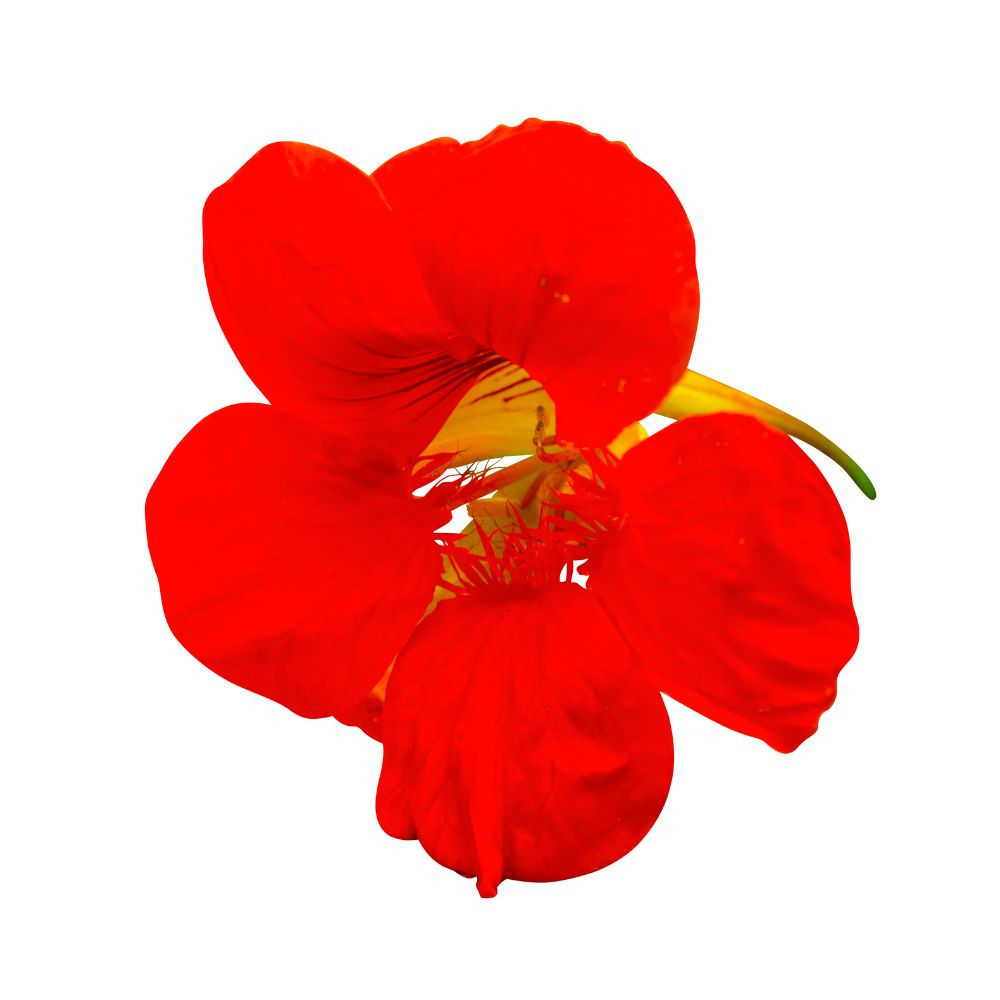 Shop Nasturtium 'Empress of India' Seeds J. Parker's