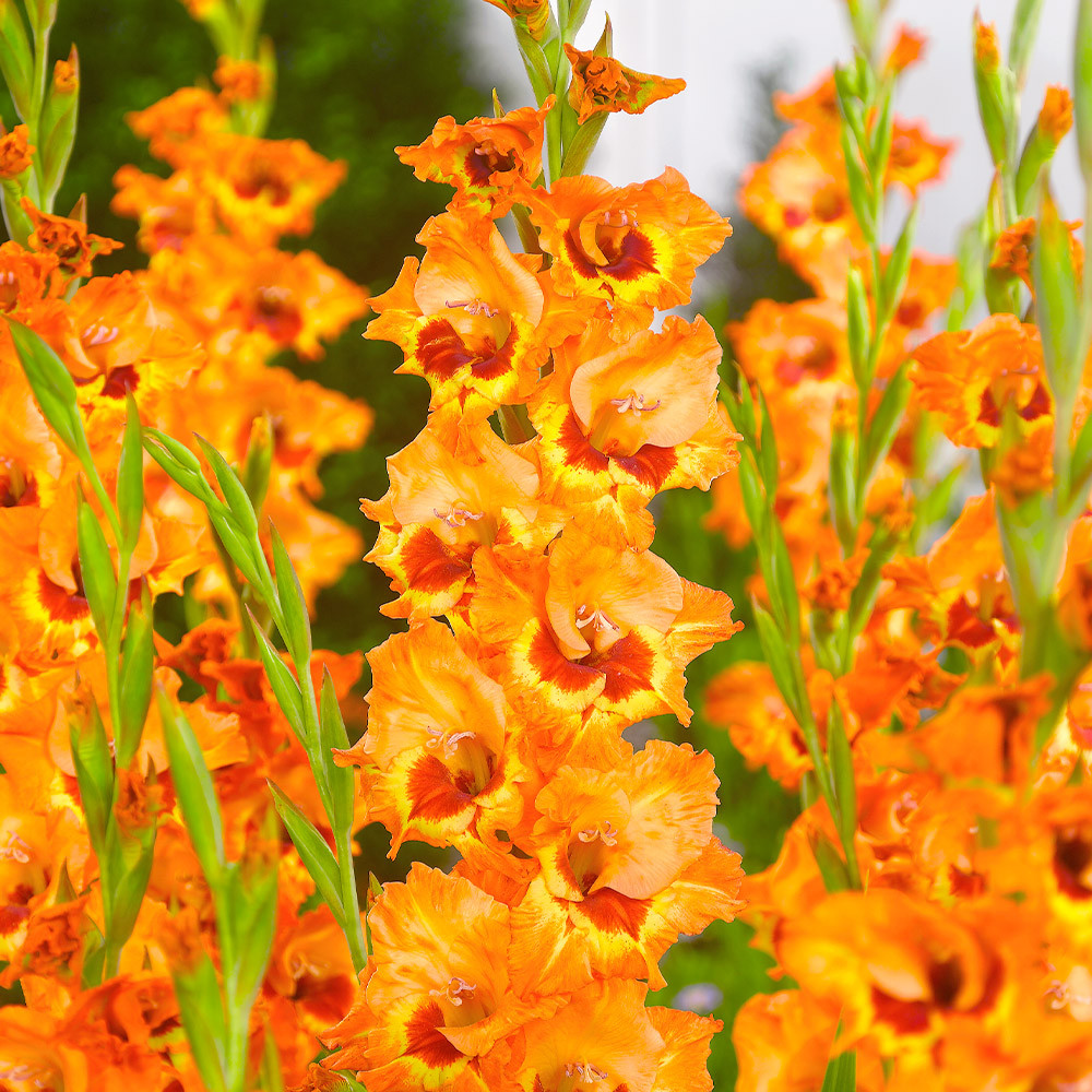 Buy Gladiolus Alice for less with J. Parker's