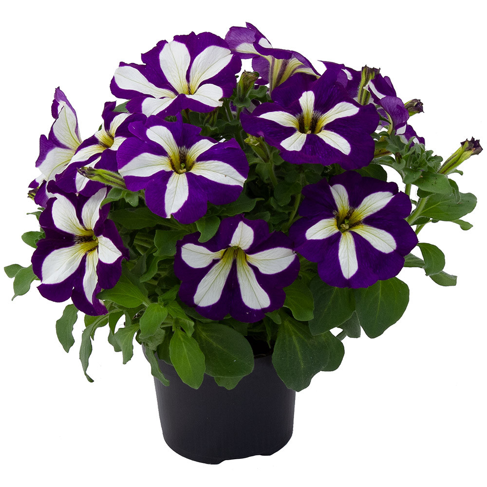 Buy Petunia Go Tunia Lucky Lilac for less with J. Parker's