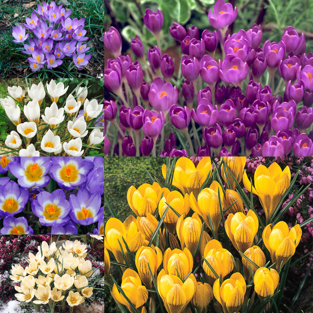 Buy 125 Crocus Species Collection at jparkers.co.uk