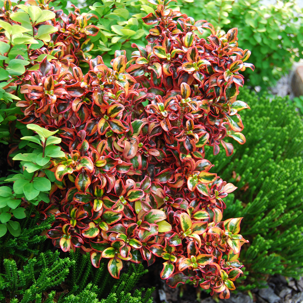 Coprosma Collection A - JParkers