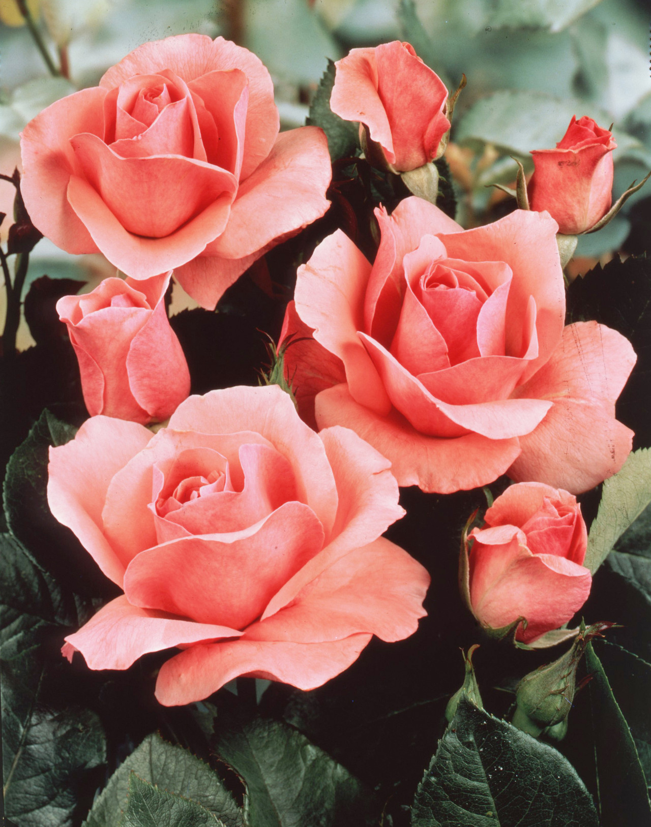 Rose Bush With Red Leaves - What Causes Leaves To Turn Red On Roses