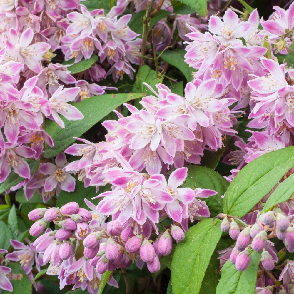 Deutzia hybrida 'Strawberry Fields' | J. Parker's