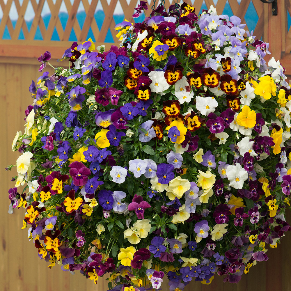 Buy Pansy Trailing Cool Wave J Parker Dutch Bulbs