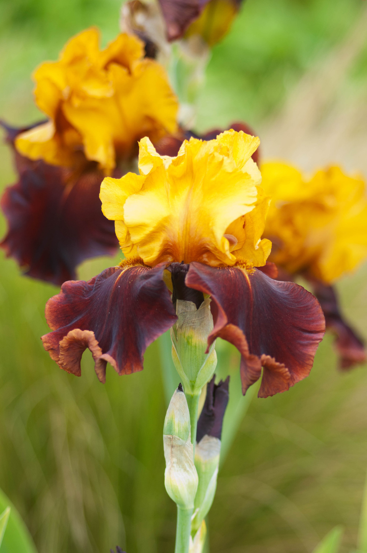 Iris germanica ‘Supreme Sultan’ | J Parker Dutch Bulbs