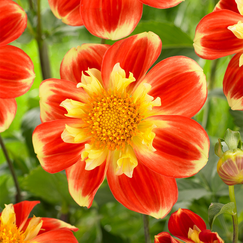 Dahlia Collarette Pooh J Parker Dutch Bulbs