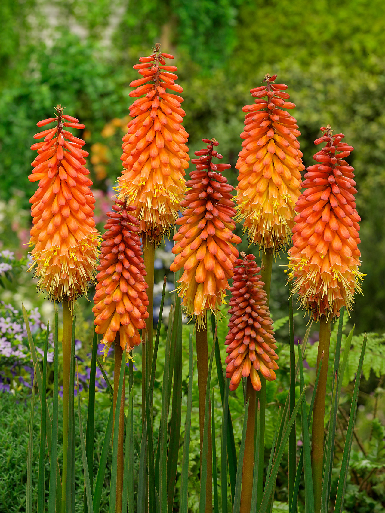 Shop Kniphofia (Red Hot Poker) Alcazar | J Parker Dutch Bulbs