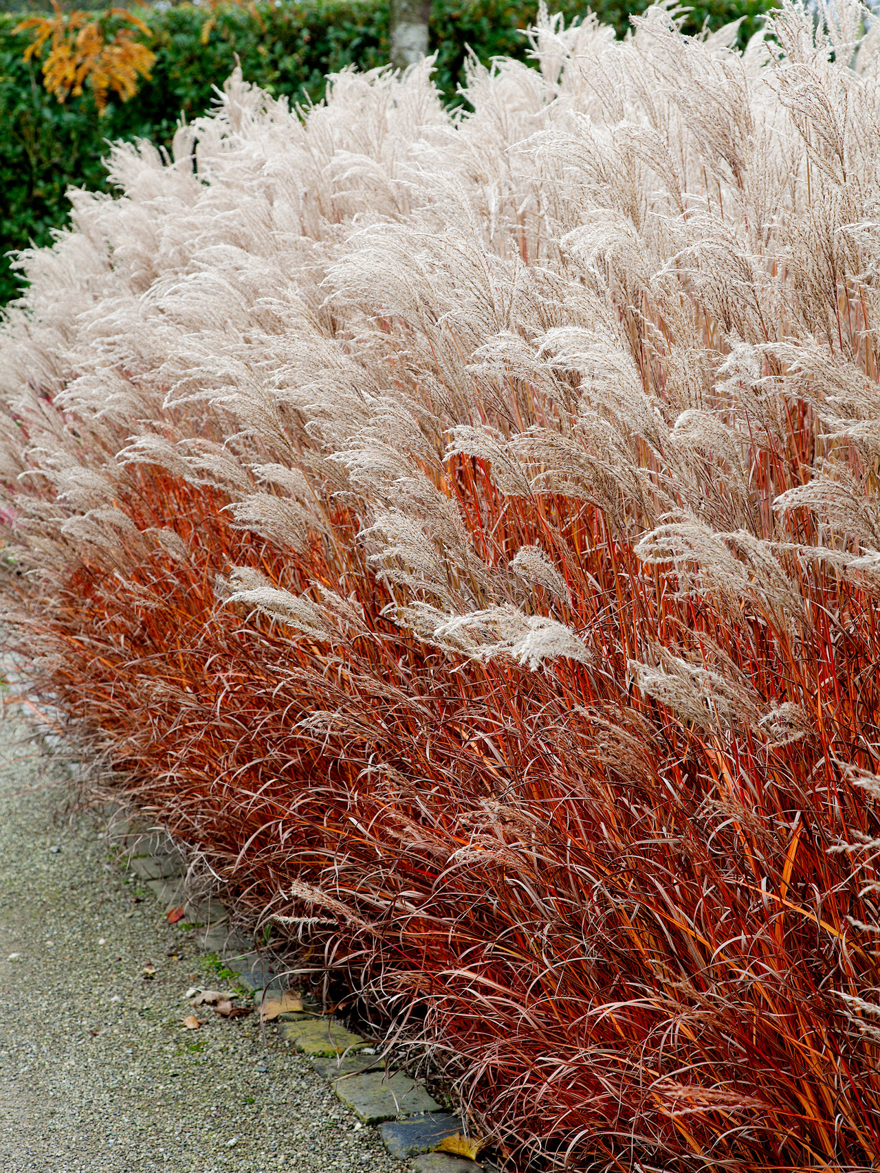 Image of Miscanthus sinensis indian summer image 5