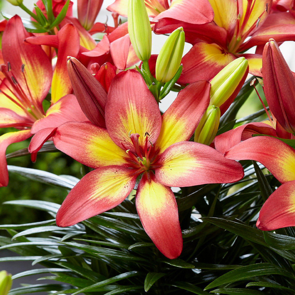 Lily Majestic Joy JParkers