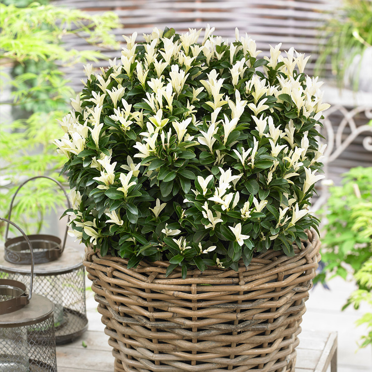 Image of Euonymus Paloma Blanca shrub in autumn