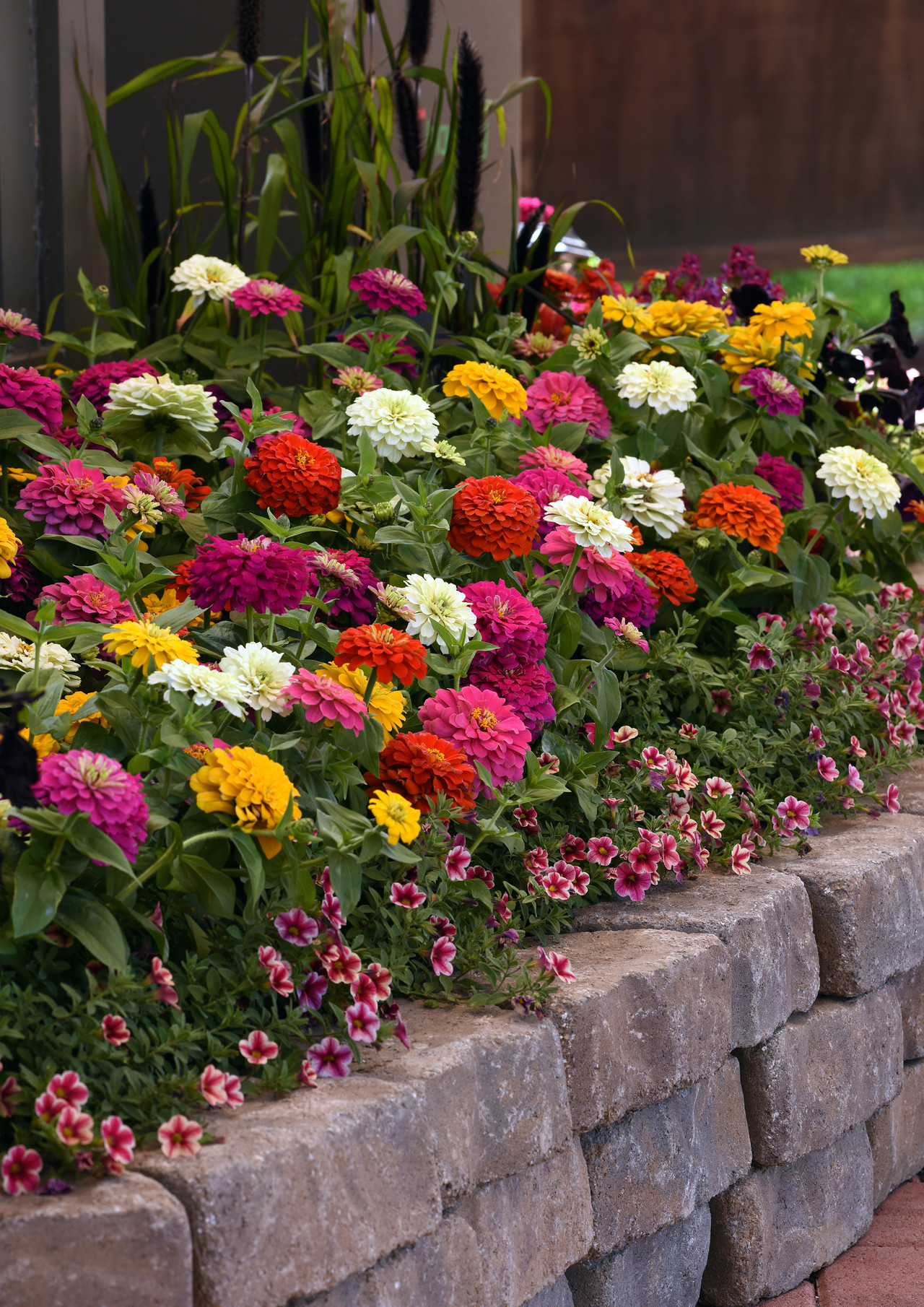 Zinnia Zesty Mix (Maxi Plugs) J Parker Dutch Bulbs